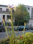 P1100450.jpg