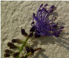 Fleur.JPG