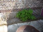 Jardinet 2