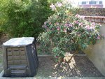 Jardinet 4<br />Le Rhododendron est en fleur ! :)
