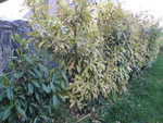 DSC02934 copier.jpg