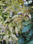 DSC02938 copier.jpg