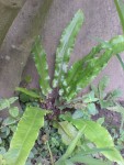 DSC01337.JPG