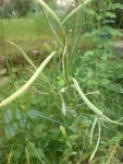 DSC01339.JPG