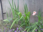 DSC01338.JPG