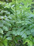 DSC01329.JPG