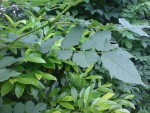 DSC01330.JPG
