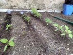 Les semis de tomates^^