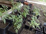 Les plants de cœur de bœuf