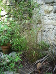 DSC03438.JPG