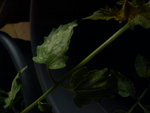 DSC00101.JPG