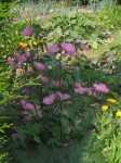fleurs.jpg