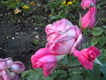 DSCN2184.JPG