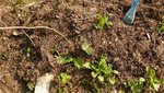 Radis-courgettes-etc.JPG