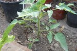 tomate sous serre.jpg