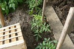 tomates sous abri.jpg