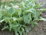 mini-plante 2.JPG