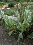 mini-plante 3.JPG