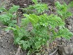 mini-plante 4.JPG