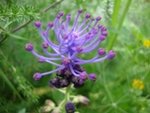 DSC03276 - Copie.JPG