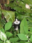Photo de la mère et d'un chaton, cachés sous une grosse fougère.