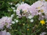 DSC03308 - Copie.JPG