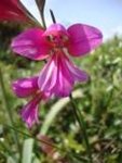 orchidée?