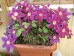IMG_3661 Clematite Anna Louise-1.jpg