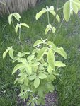 IMAG0835-1.jpg