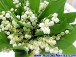 muguet2.JPG
