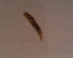 chenille