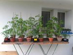 potager 714.jpg