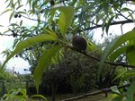 potager 715.jpg