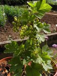 potager 724.jpg