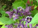 2011-04-29 ancolies - X.jpg
