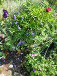2011-04-30 Ag geraniums et Cie X.jpg