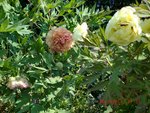 2011-04-30 Ag pivoines 2 X - Copie (2).jpg