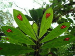 Fleur inconnue du Costa Rica.jpg