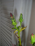 Hibiscus02.jpg