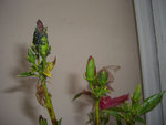 Hibiscus01.jpg