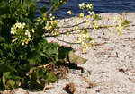 jfge-DSC07429.JPG