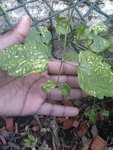 IMAG0839-1.jpg