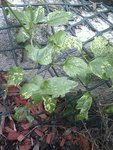IMAG0838-1.jpg