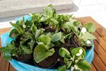 ma plante