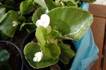ma plante2