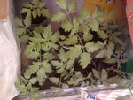 Photo0990.jpg