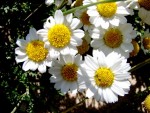 DSC00096.JPG