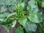 plante3.jpg