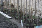 la forêt de tomates