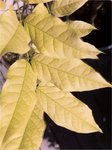 glycine